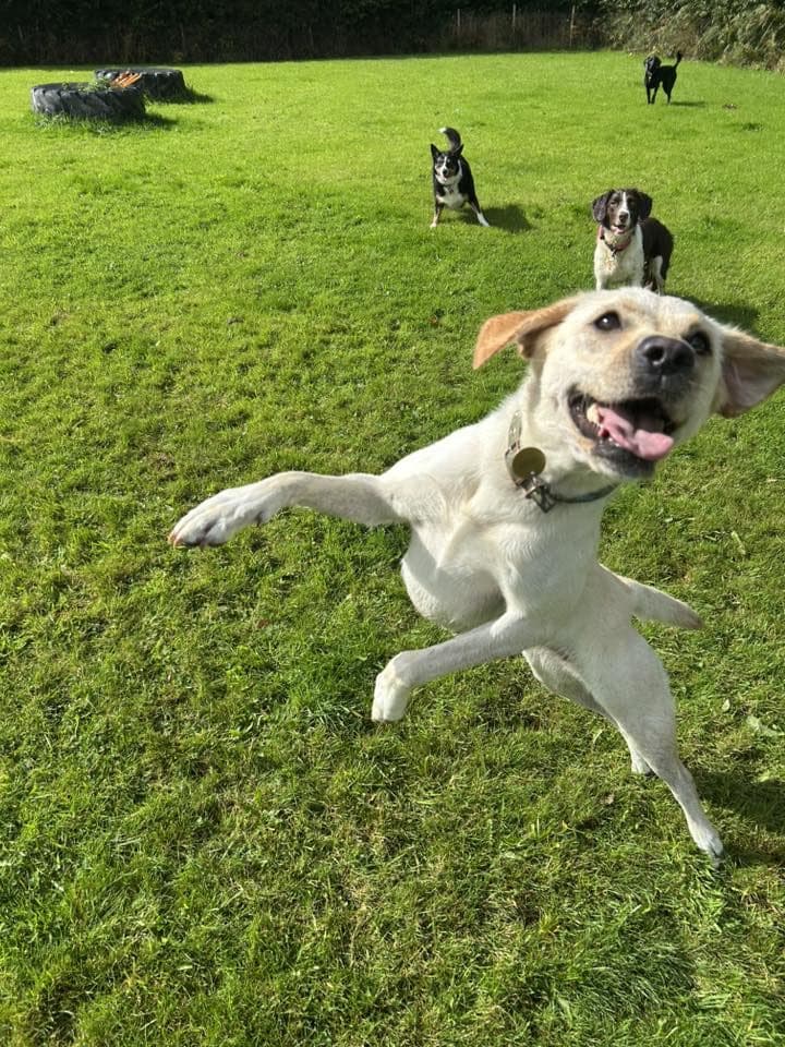 Yellow Labrador leaping mid-air on the Tresmeer play field with three other dogs in the background