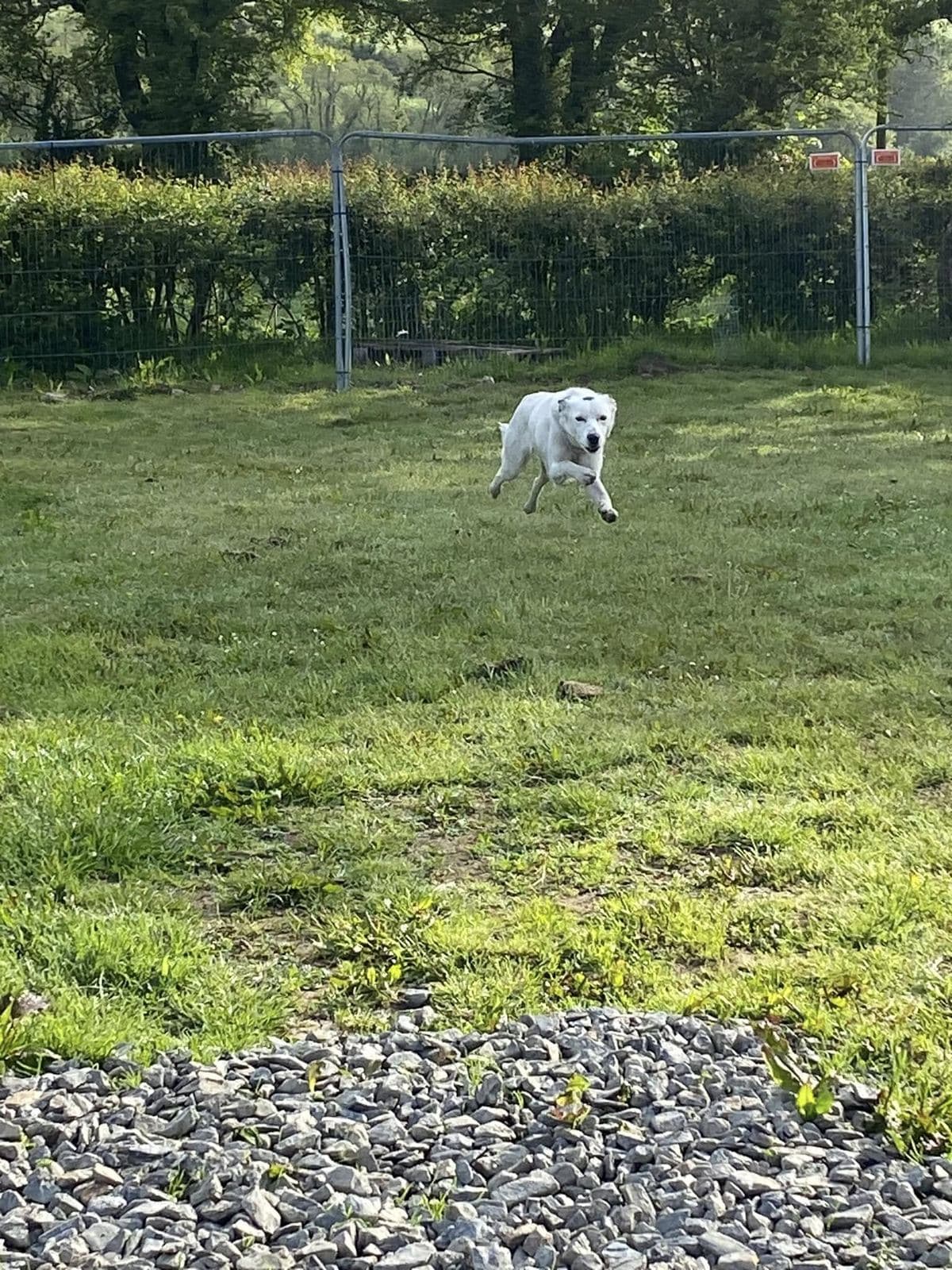 A white Labrador running across the secure play field at full speed