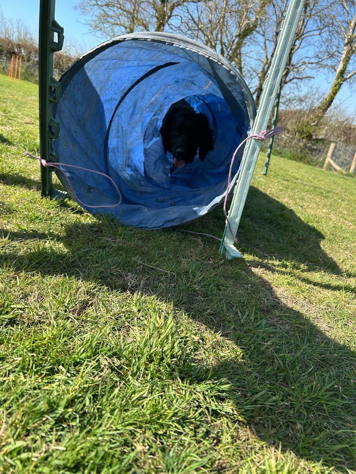 A black dog peeking out of the blue agility tunnel on the play field