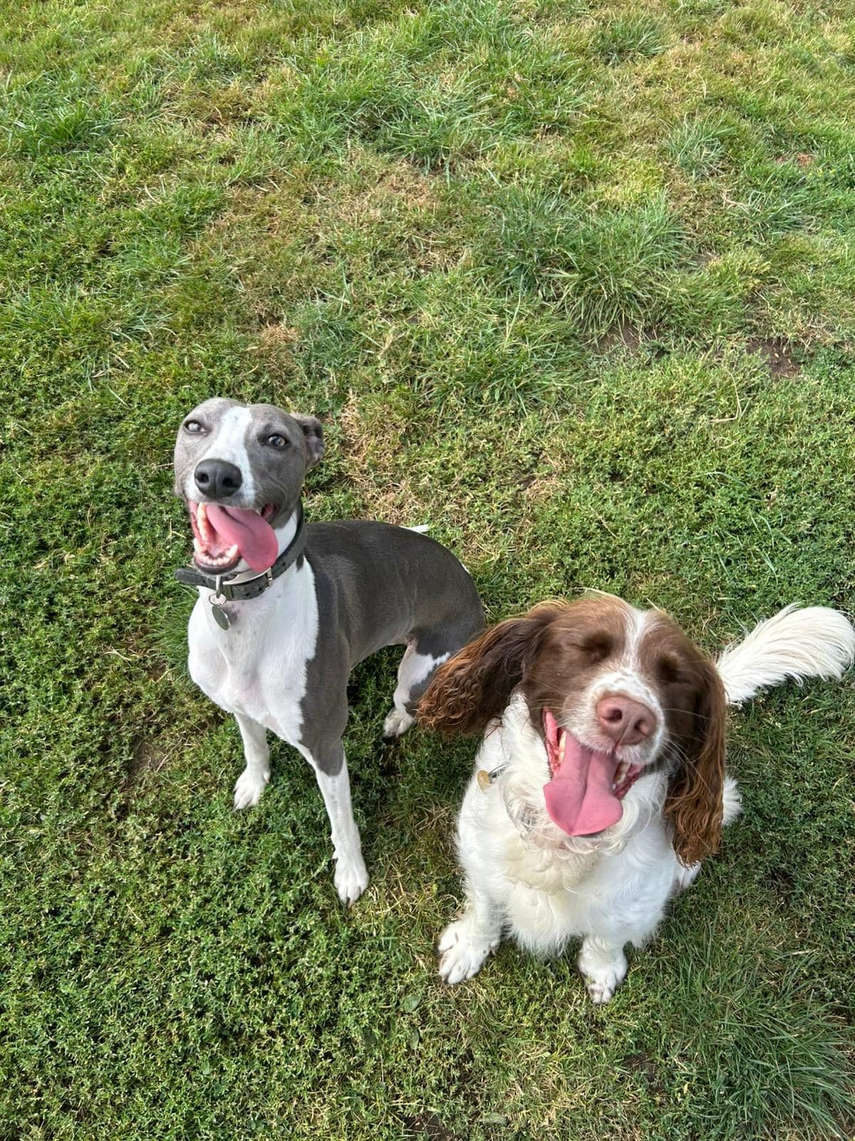 A whippet and a Springer Spaniel sitting side-by-side on the grass, both grinning at the camera
