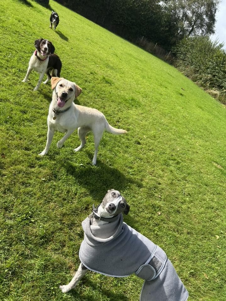 Four dogs walking up the slope of the play field together