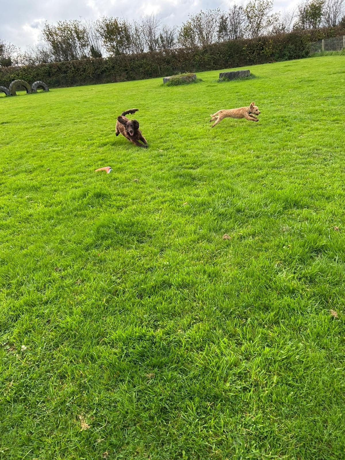 Two dogs sprinting across the play field