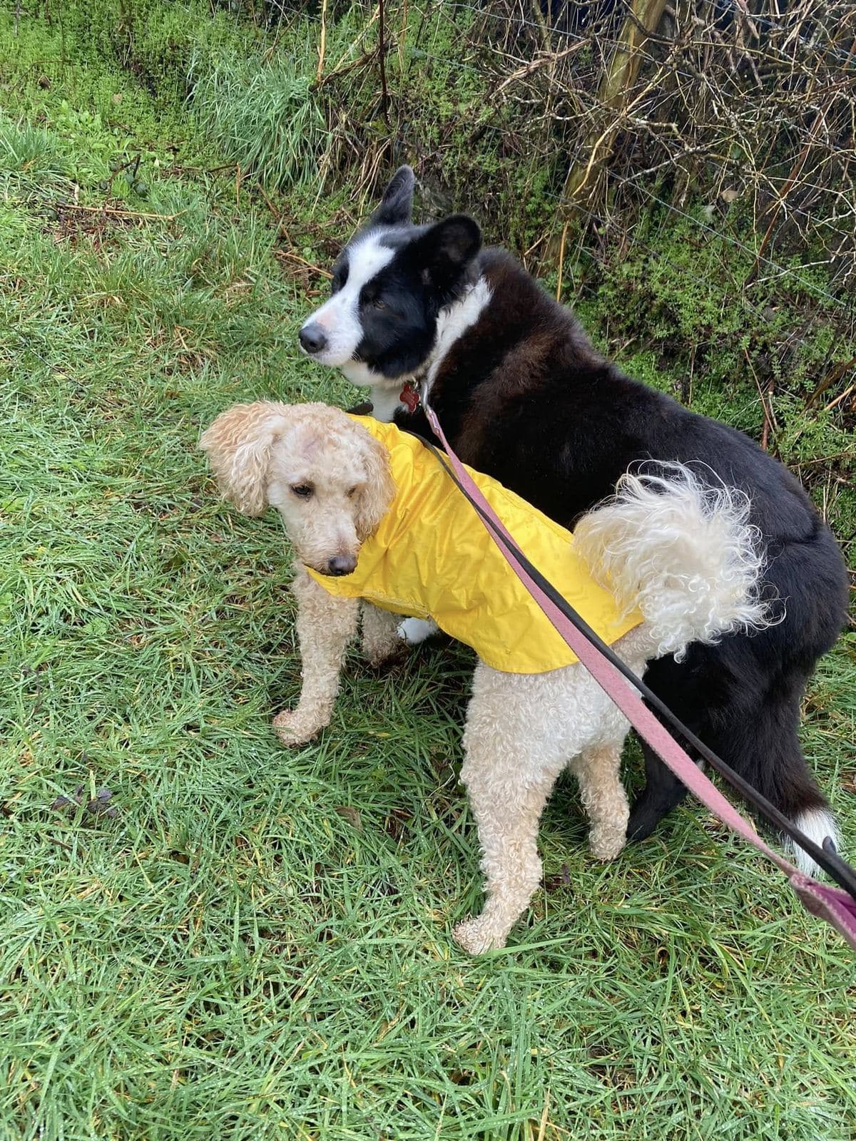 A Border Collie and a poodle in a yellow raincoat side-by-side on a wet walk
