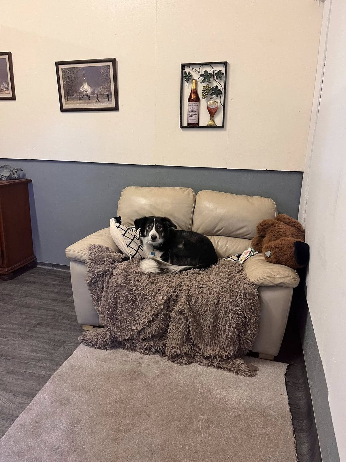Tresmeer sofa room — Border Collie relaxing on a cream leather sofa with framed pictures behind