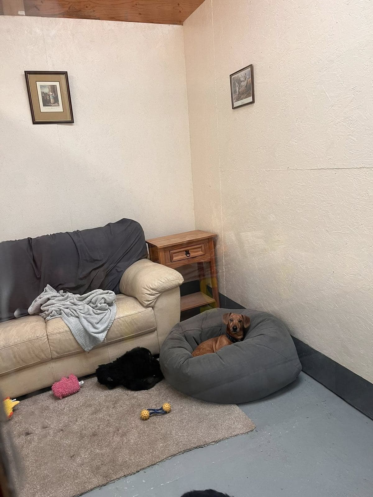 Tresmeer sofa room — a dachshund settled on a grey beanbag bed with toys and framed prints on the wall