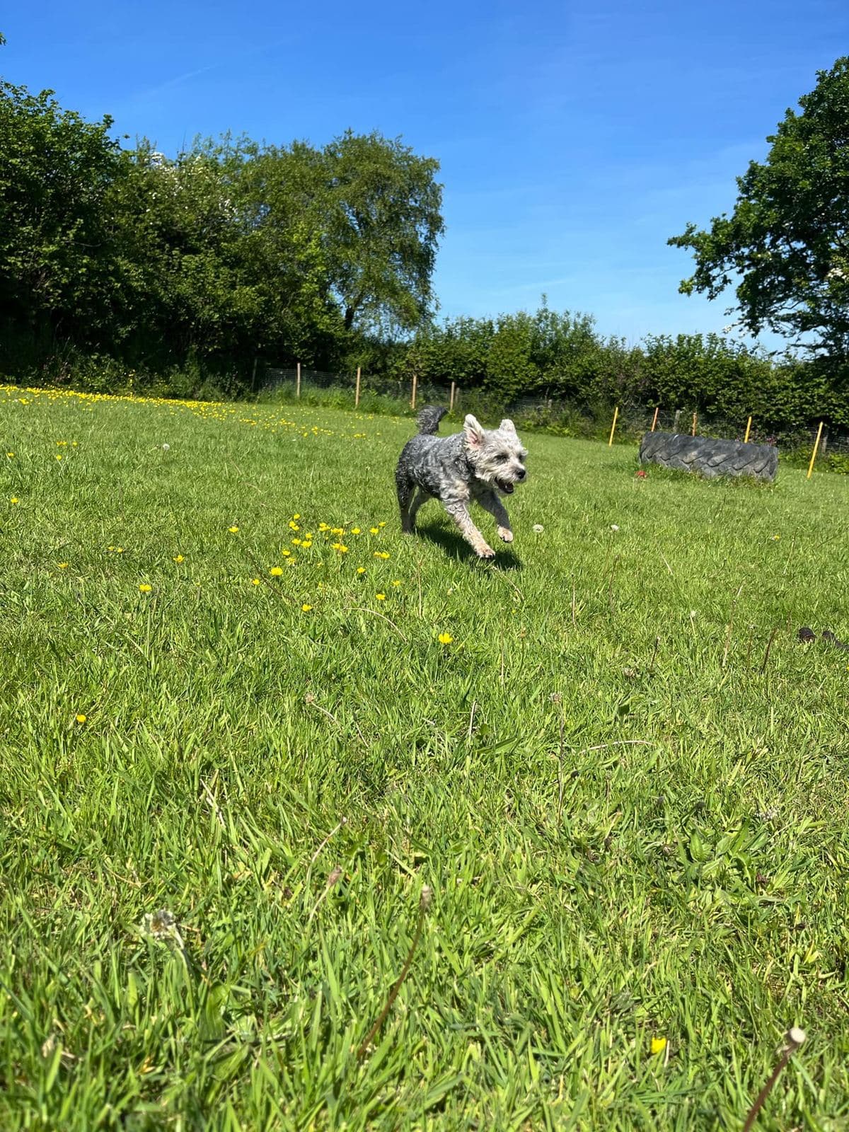 A grey terrier mid-run across the secure play field at Tresmeer, with green grass and the Cornish hedgerow behind