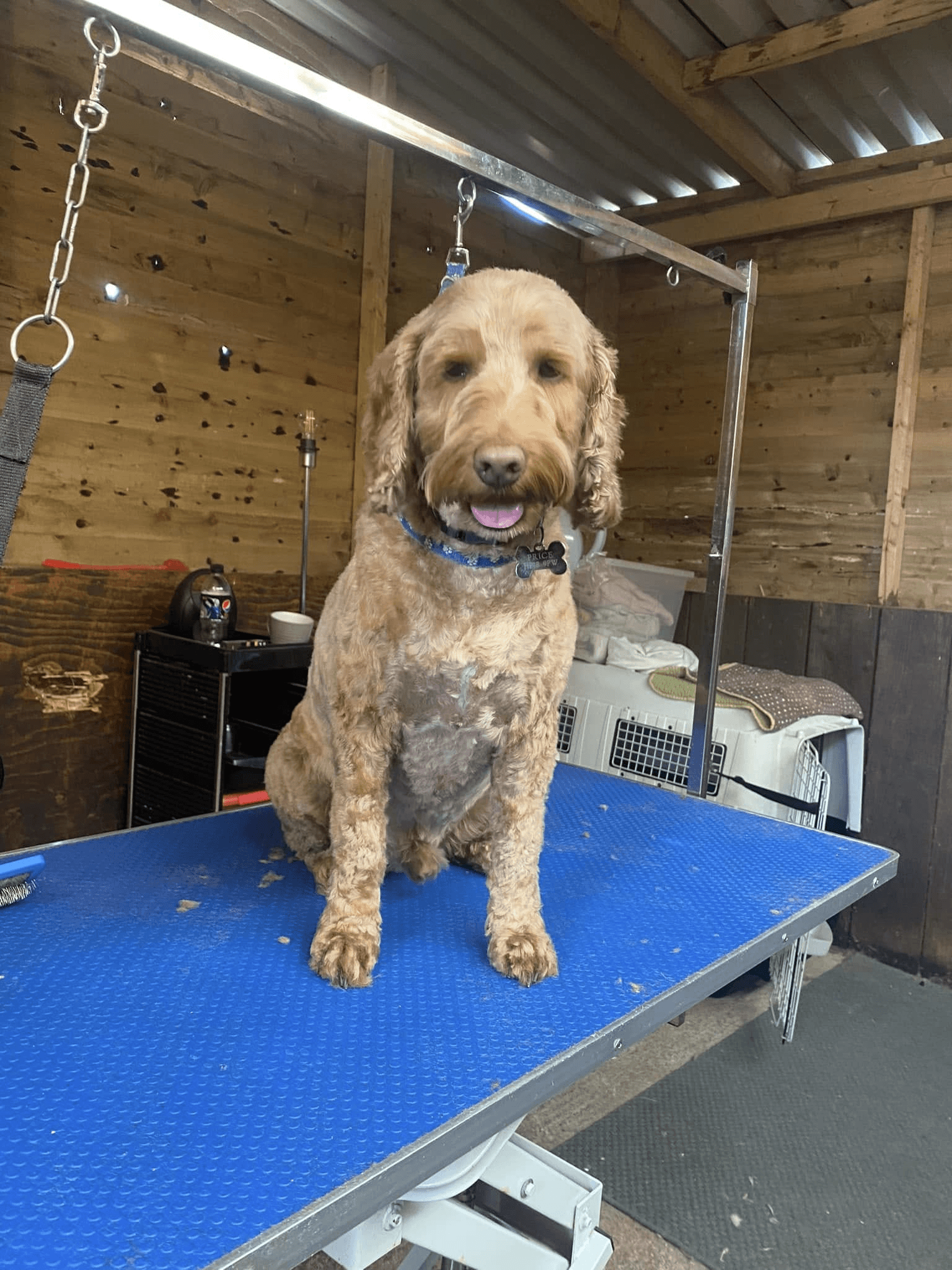 Ginger cockapoo after grooming at K9 Kutz