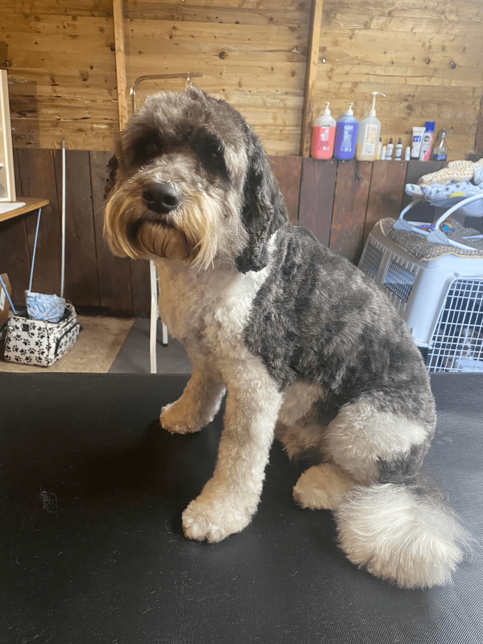 Black-and-cream cockapoo after grooming at K9 Kutz