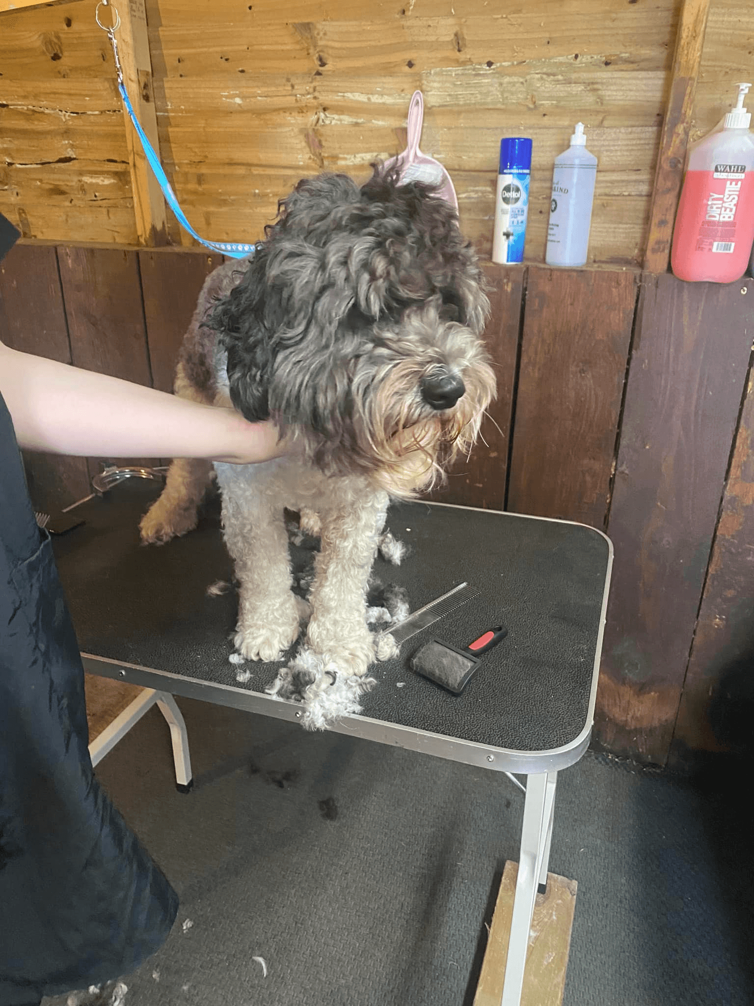 Black-and-cream cockapoo before grooming at K9 Kutz
